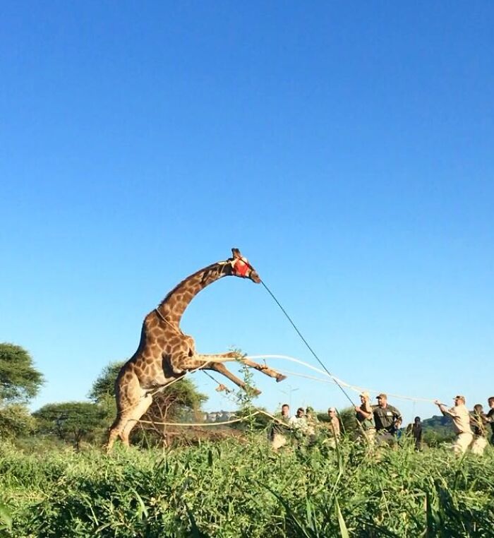 From Airlifting Rhinos To Using Calvin Klein To Catch Leopards: My Daily Life As A Wildlife Vet (10 Pics) From Airlifting Rhinos To Using Calvin Klein To Catch Leopards: My Daily Life As A Wildlife Vet (10 Pics)