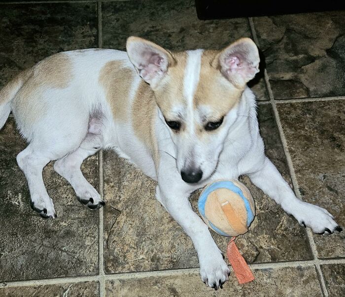 27 Gifts To Spoil Your Pet With, Because Let’s Be Honest, They’re The Favorite Child 27 Gifts To Spoil Your Pet With, Because Let’s Be Honest, They’re The Favorite Child