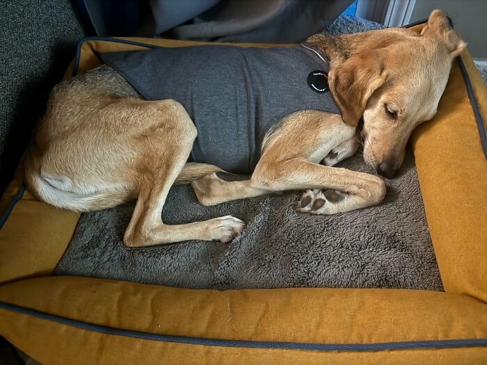 27 Gifts To Spoil Your Pet With, Because Let’s Be Honest, They’re The Favorite Child 27 Gifts To Spoil Your Pet With, Because Let’s Be Honest, They’re The Favorite Child