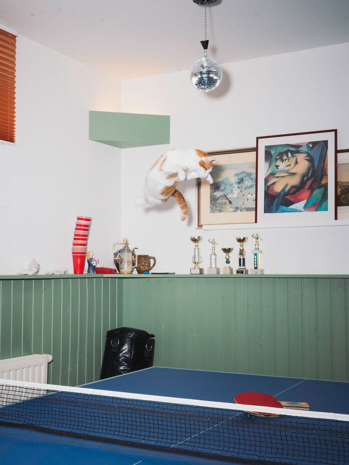 Jumping Cats By Koekkoek (7 Pics) Jumping Cats By Koekkoek (7 Pics)