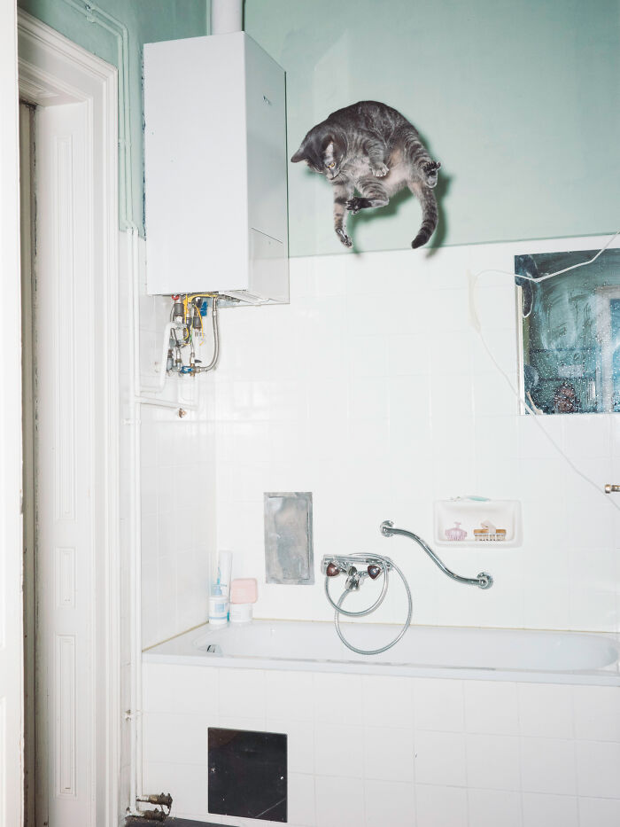 Jumping Cats By Koekkoek (7 Pics) Jumping Cats By Koekkoek (7 Pics)