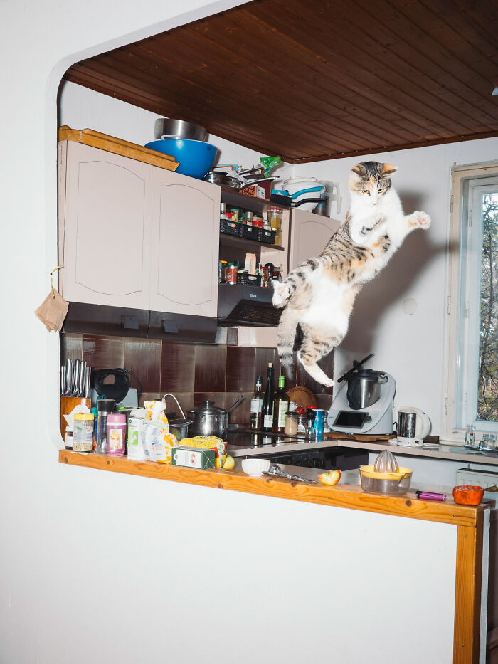Jumping Cats By Koekkoek (7 Pics) Jumping Cats By Koekkoek (7 Pics)