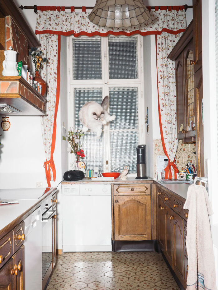 Jumping Cats By Koekkoek (7 Pics) Jumping Cats By Koekkoek (7 Pics)