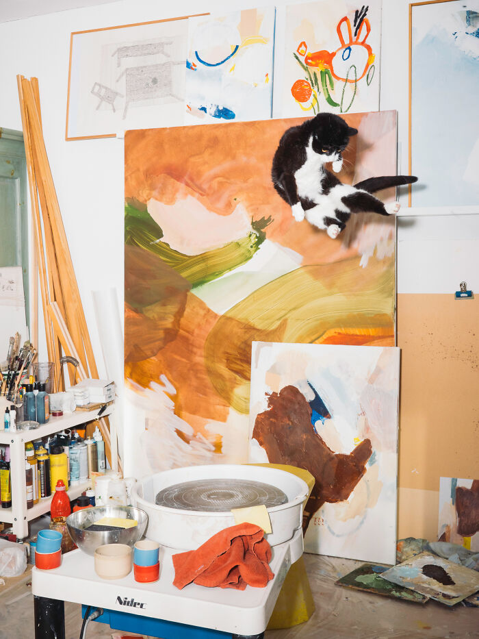 Jumping Cats By Koekkoek (7 Pics) Jumping Cats By Koekkoek (7 Pics)