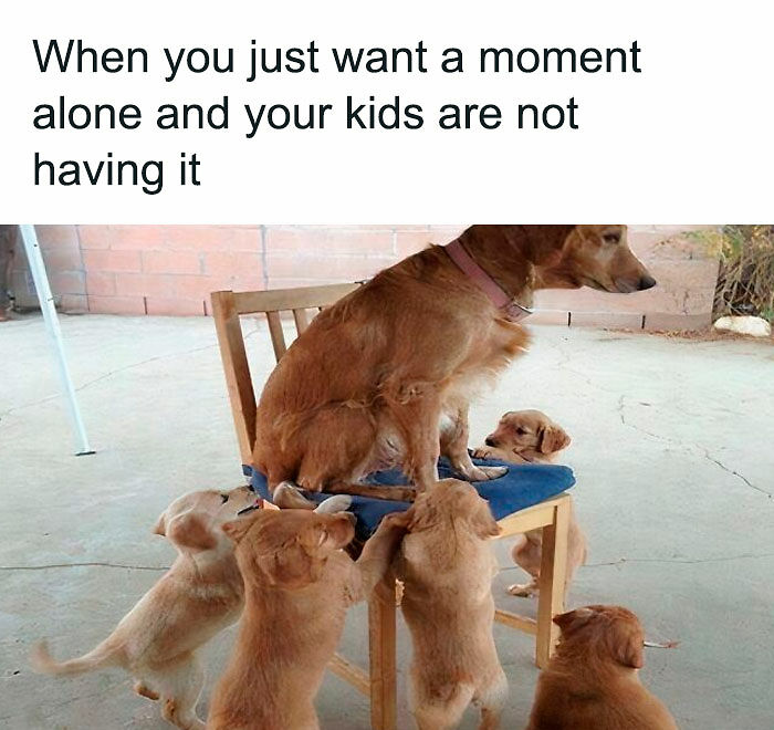 74 Funny And Savage Parenting Memes To Scroll Through While You Hide From Your Kids In The Bathroom