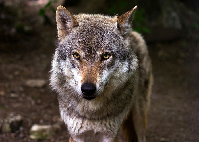 46 Creepy And Mysterious Things People Witnessed In Remote And Isolated Places