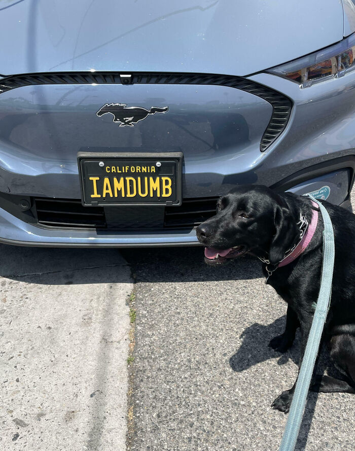 74 Hilarious Personalized License Plates That Made Strangers Do Double Takes