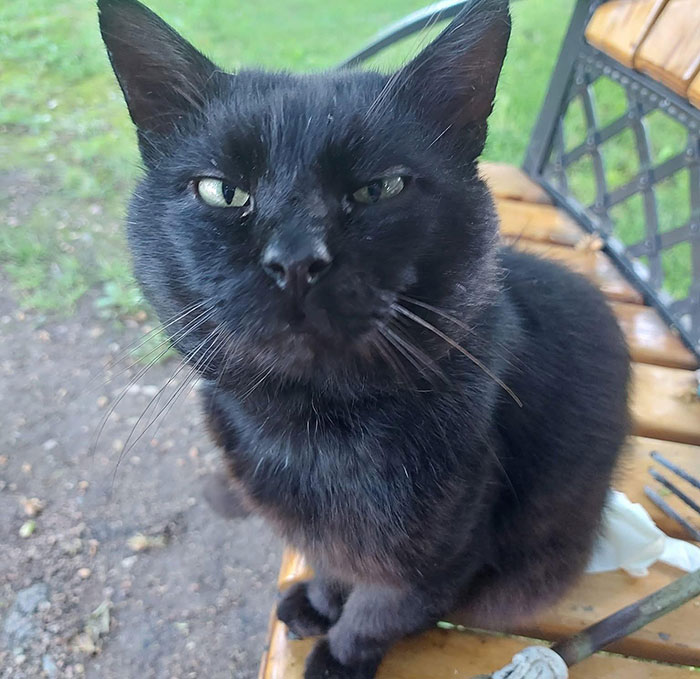 Lithuania Nears Law Requiring Lawmaker&rsquo;s Cat&rsquo;s Consent to Fire National Broadcaster Head