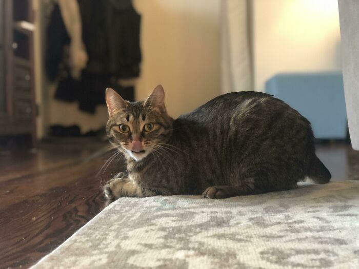 88 Funny, Interesting And Weird Pics That Were Taken At The Perfect Time