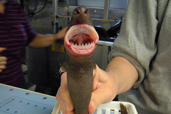 66 Interesting Facts About Animals That You Probably Never Heard Of 66 Interesting Facts About Animals That You Probably Never Heard Of