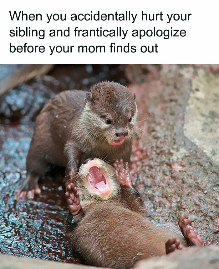 72 Memes That Perfectly Sum Up What It Means To Have Siblings 72 Memes That Perfectly Sum Up What It Means To Have Siblings