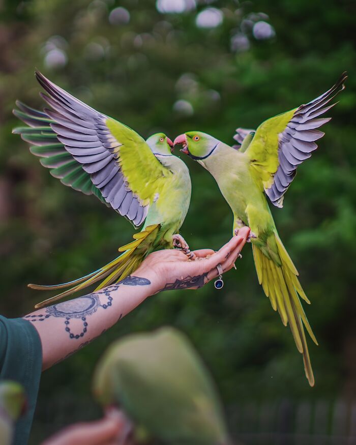 I Thought Winter Had Turned Green In London, Until I Realized It Was A Thousand Parakeets (35 Pics) I Thought Winter Had Turned Green In London, Until I Realized It Was A Thousand Parakeets (35 Pics)