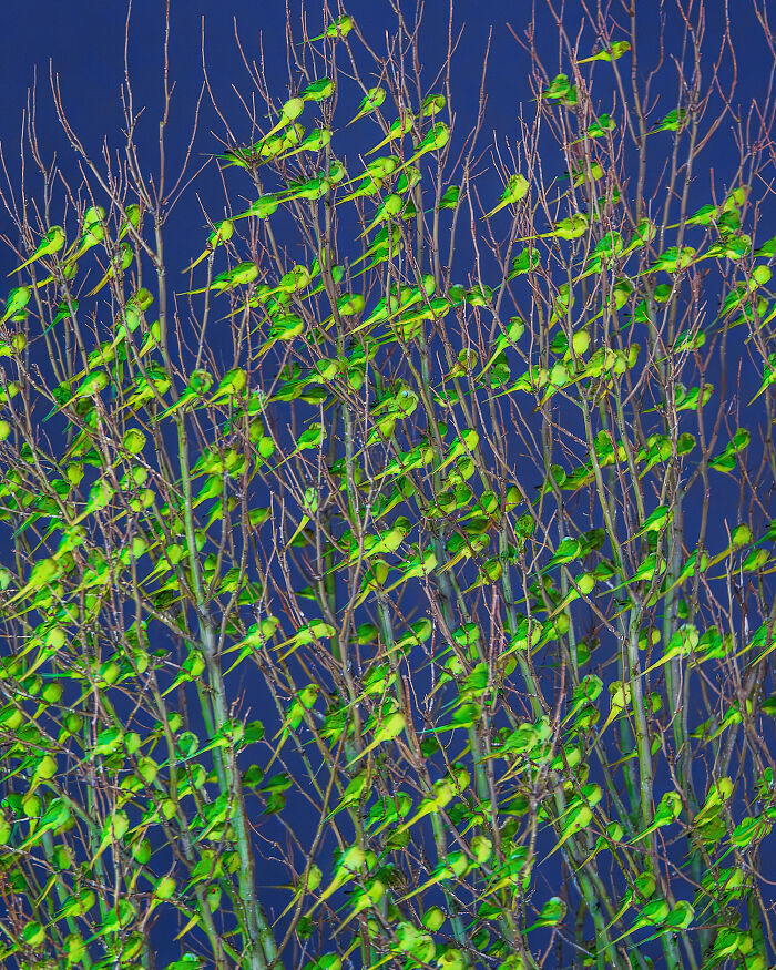 I Thought Winter Had Turned Green In London, Until I Realized It Was A Thousand Parakeets (35 Pics) I Thought Winter Had Turned Green In London, Until I Realized It Was A Thousand Parakeets (35 Pics)