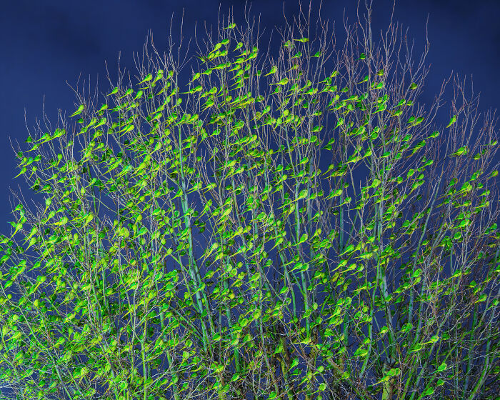 I Thought Winter Had Turned Green In London, Until I Realized It Was A Thousand Parakeets (35 Pics) I Thought Winter Had Turned Green In London, Until I Realized It Was A Thousand Parakeets (35 Pics)