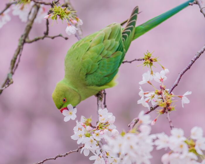 I Thought Winter Had Turned Green In London, Until I Realized It Was A Thousand Parakeets (35 Pics) I Thought Winter Had Turned Green In London, Until I Realized It Was A Thousand Parakeets (35 Pics)