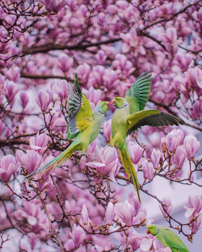 I Thought Winter Had Turned Green In London, Until I Realized It Was A Thousand Parakeets (35 Pics) I Thought Winter Had Turned Green In London, Until I Realized It Was A Thousand Parakeets (35 Pics)