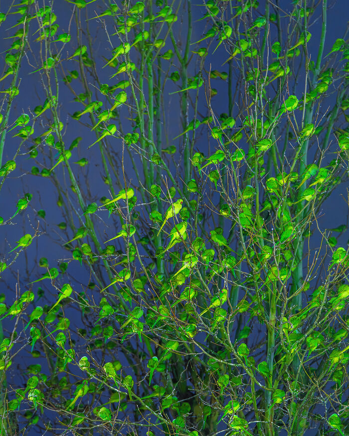 I Thought Winter Had Turned Green In London, Until I Realized It Was A Thousand Parakeets (35 Pics) I Thought Winter Had Turned Green In London, Until I Realized It Was A Thousand Parakeets (35 Pics)