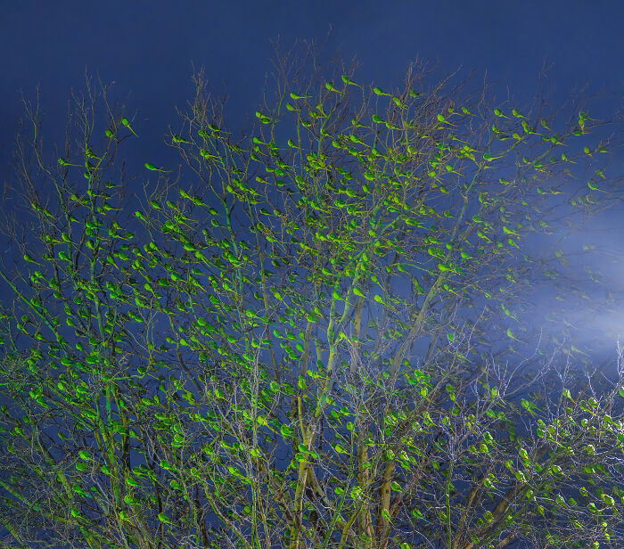I Thought Winter Had Turned Green In London, Until I Realized It Was A Thousand Parakeets (35 Pics) I Thought Winter Had Turned Green In London, Until I Realized It Was A Thousand Parakeets (35 Pics)