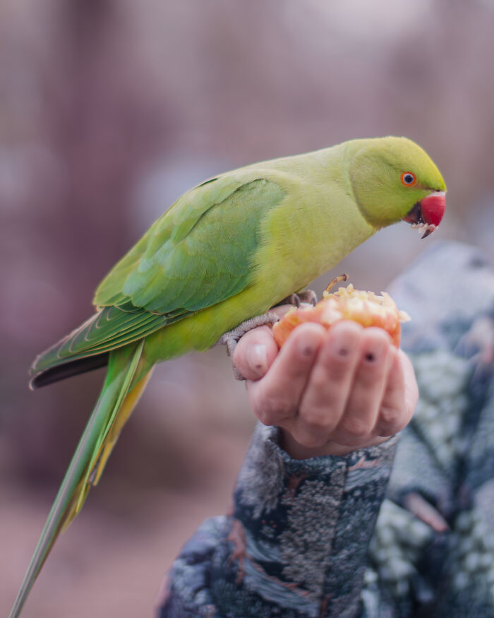 I Thought Winter Had Turned Green In London, Until I Realized It Was A Thousand Parakeets (35 Pics) I Thought Winter Had Turned Green In London, Until I Realized It Was A Thousand Parakeets (35 Pics)