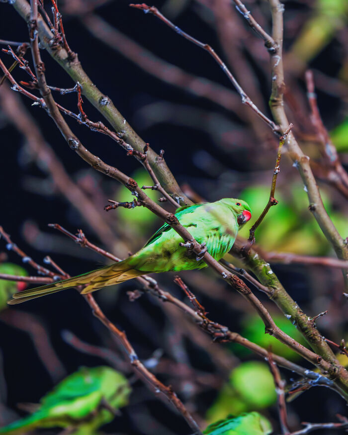 I Thought Winter Had Turned Green In London, Until I Realized It Was A Thousand Parakeets (35 Pics) I Thought Winter Had Turned Green In London, Until I Realized It Was A Thousand Parakeets (35 Pics)