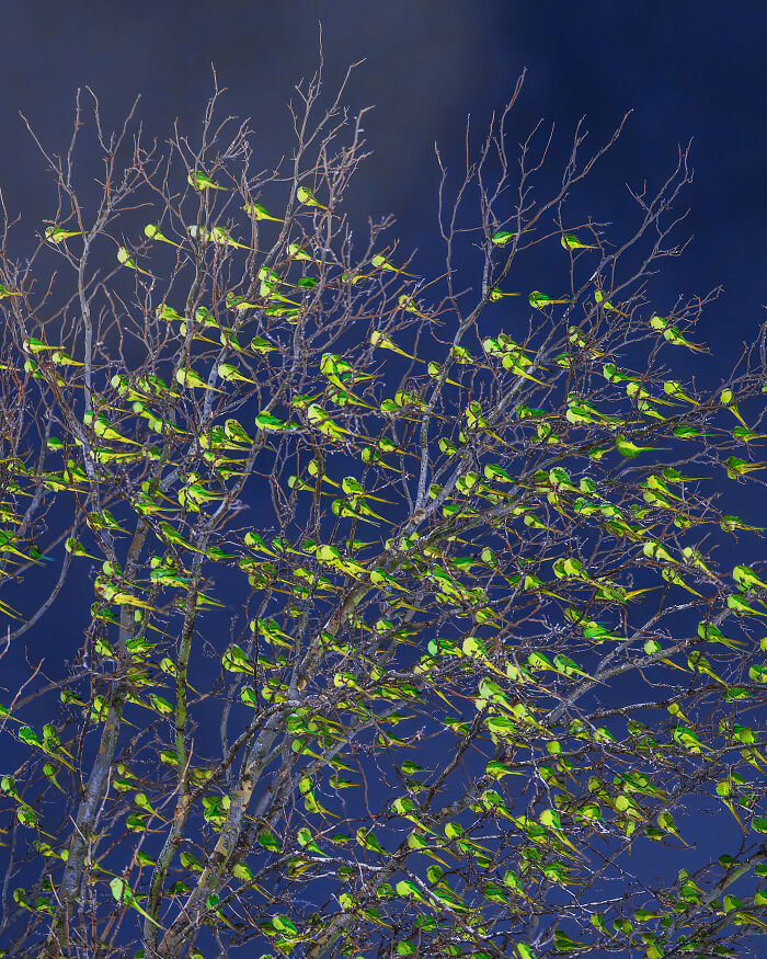 I Thought Winter Had Turned Green In London, Until I Realized It Was A Thousand Parakeets (35 Pics) I Thought Winter Had Turned Green In London, Until I Realized It Was A Thousand Parakeets (35 Pics)