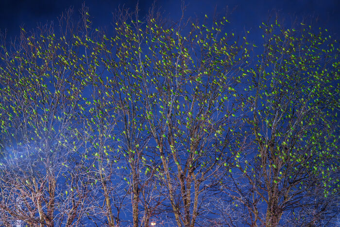 I Thought Winter Had Turned Green In London, Until I Realized It Was A Thousand Parakeets (35 Pics) I Thought Winter Had Turned Green In London, Until I Realized It Was A Thousand Parakeets (35 Pics)