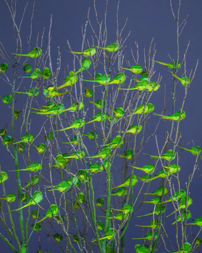 I Thought Winter Had Turned Green In London, Until I Realized It Was A Thousand Parakeets (35 Pics) I Thought Winter Had Turned Green In London, Until I Realized It Was A Thousand Parakeets (35 Pics)