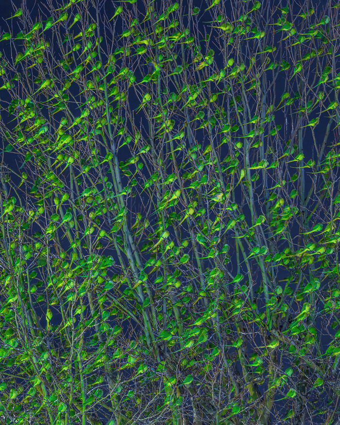 I Thought Winter Had Turned Green In London, Until I Realized It Was A Thousand Parakeets (35 Pics) I Thought Winter Had Turned Green In London, Until I Realized It Was A Thousand Parakeets (35 Pics)