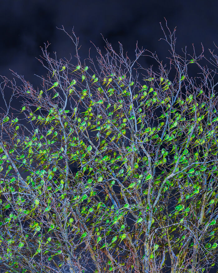 I Thought Winter Had Turned Green In London, Until I Realized It Was A Thousand Parakeets (35 Pics) I Thought Winter Had Turned Green In London, Until I Realized It Was A Thousand Parakeets (35 Pics)