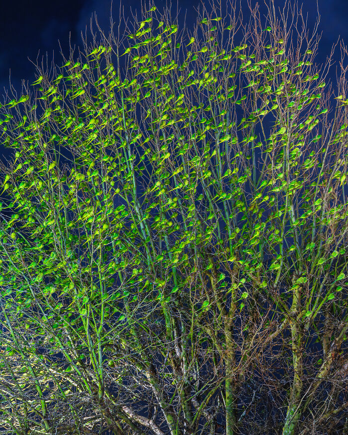 I Thought Winter Had Turned Green In London, Until I Realized It Was A Thousand Parakeets (35 Pics) I Thought Winter Had Turned Green In London, Until I Realized It Was A Thousand Parakeets (35 Pics)
