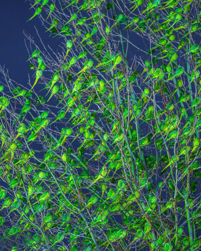 I Thought Winter Had Turned Green In London, Until I Realized It Was A Thousand Parakeets (35 Pics) I Thought Winter Had Turned Green In London, Until I Realized It Was A Thousand Parakeets (35 Pics)
