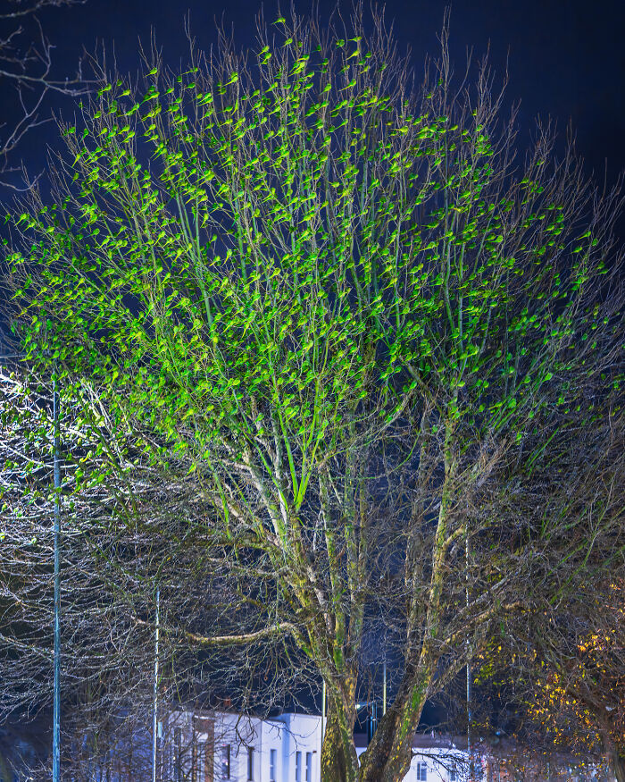 I Thought Winter Had Turned Green In London, Until I Realized It Was A Thousand Parakeets (35 Pics) I Thought Winter Had Turned Green In London, Until I Realized It Was A Thousand Parakeets (35 Pics)