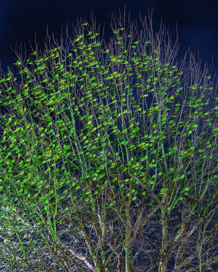 I Thought Winter Had Turned Green In London, Until I Realized It Was A Thousand Parakeets (35 Pics) I Thought Winter Had Turned Green In London, Until I Realized It Was A Thousand Parakeets (35 Pics)