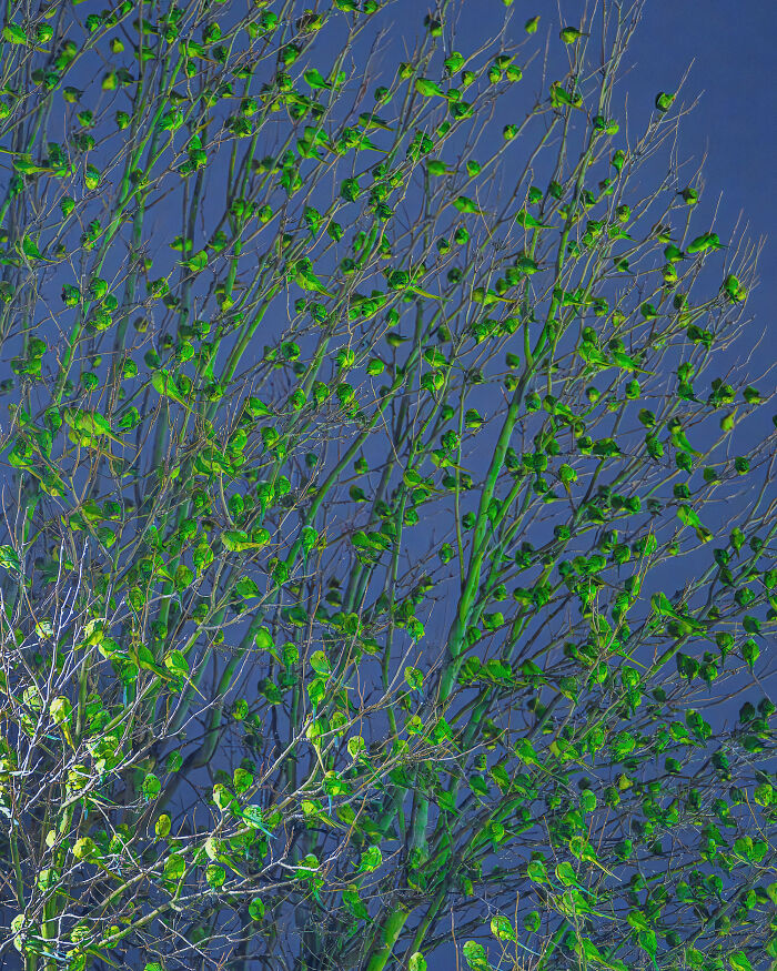 I Thought Winter Had Turned Green In London, Until I Realized It Was A Thousand Parakeets (35 Pics) I Thought Winter Had Turned Green In London, Until I Realized It Was A Thousand Parakeets (35 Pics)