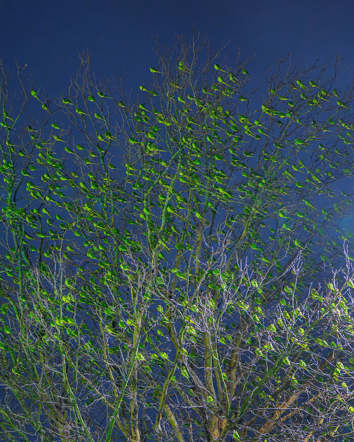 I Thought Winter Had Turned Green In London, Until I Realized It Was A Thousand Parakeets (35 Pics) I Thought Winter Had Turned Green In London, Until I Realized It Was A Thousand Parakeets (35 Pics)