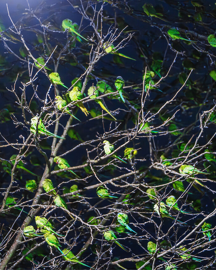 I Thought Winter Had Turned Green In London, Until I Realized It Was A Thousand Parakeets (35 Pics) I Thought Winter Had Turned Green In London, Until I Realized It Was A Thousand Parakeets (35 Pics)