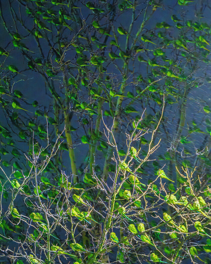 I Thought Winter Had Turned Green In London, Until I Realized It Was A Thousand Parakeets (35 Pics) I Thought Winter Had Turned Green In London, Until I Realized It Was A Thousand Parakeets (35 Pics)