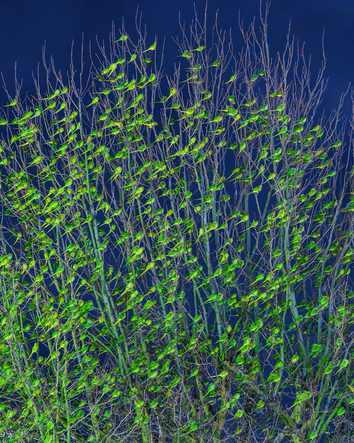 I Thought Winter Had Turned Green In London, Until I Realized It Was A Thousand Parakeets (35 Pics) I Thought Winter Had Turned Green In London, Until I Realized It Was A Thousand Parakeets (35 Pics)