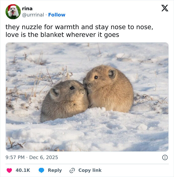 120 Animal Memes That Help People Forget Heavy Thoughts