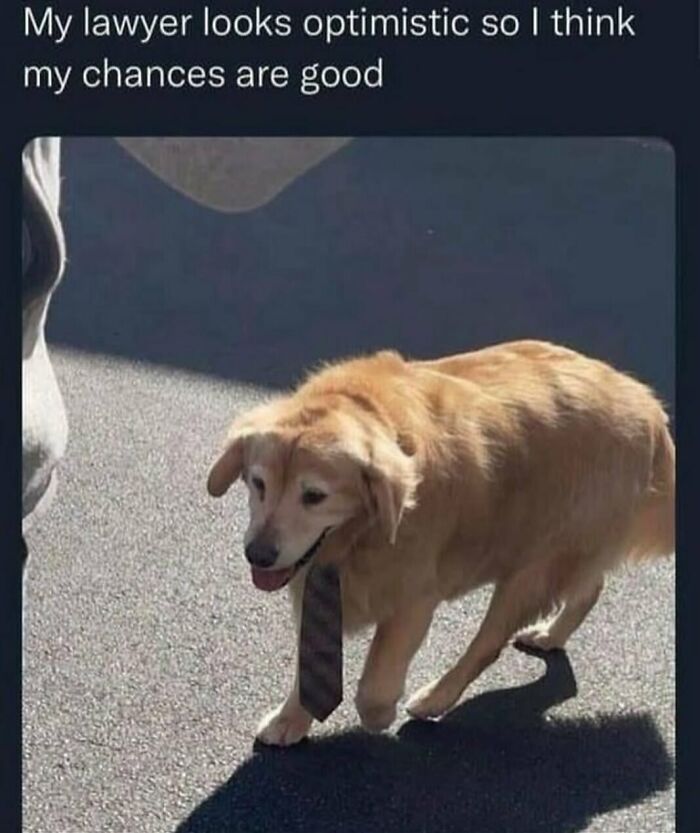 120 Animal Memes That Help People Forget Heavy Thoughts