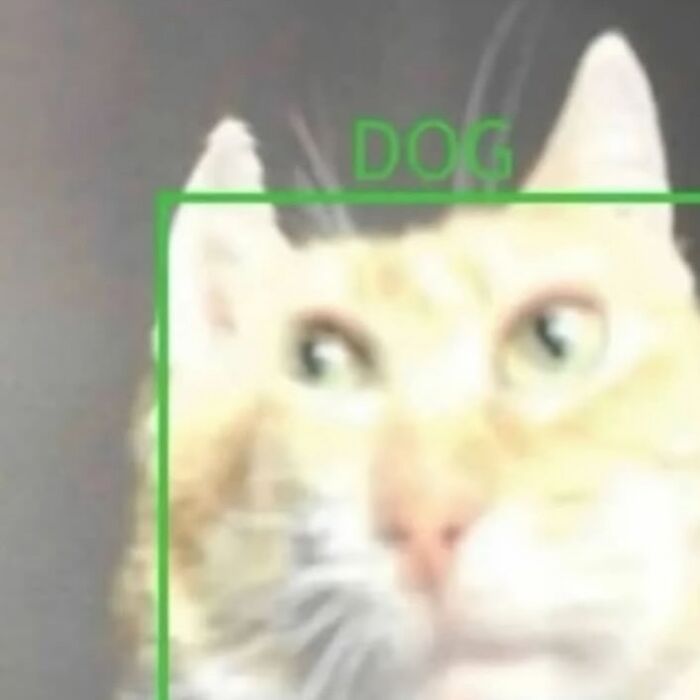 120 Animal Memes That Help People Forget Heavy Thoughts