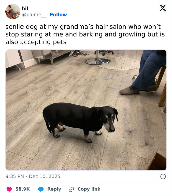 120 Animal Memes That Help People Forget Heavy Thoughts