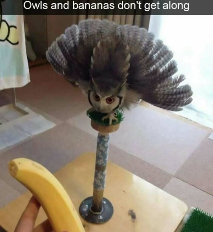 120 Animal Memes That Help People Forget Heavy Thoughts