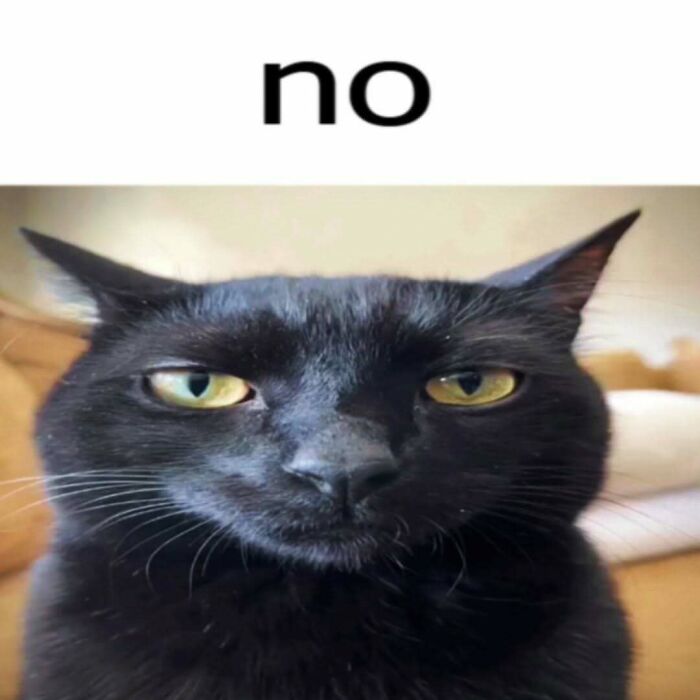 120 Animal Memes That Help People Forget Heavy Thoughts