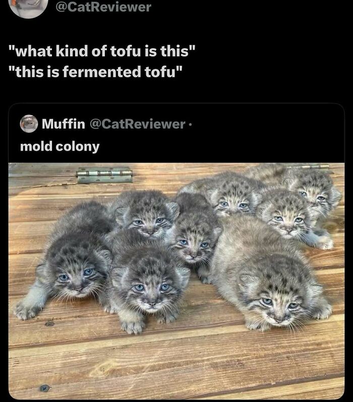 120 Animal Memes That Help People Forget Heavy Thoughts