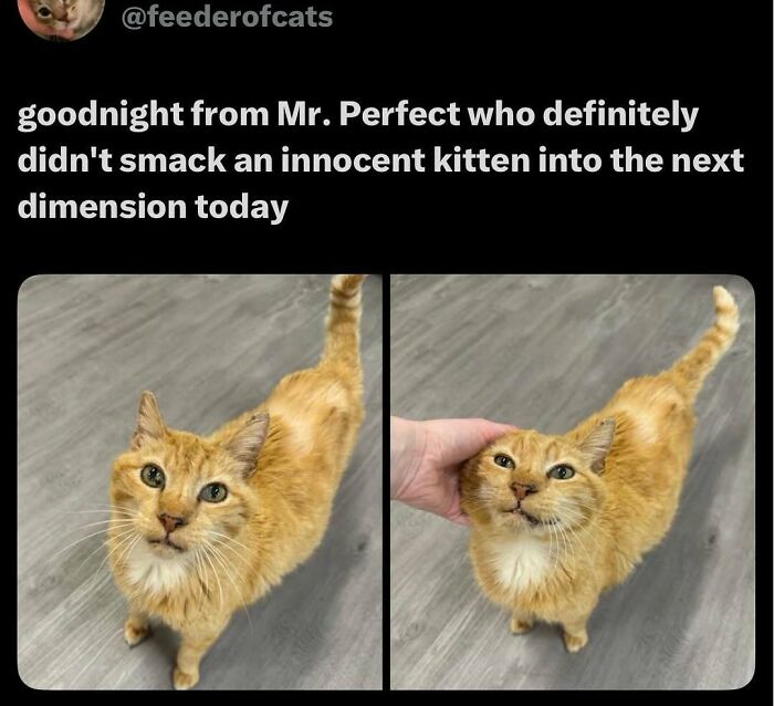 120 Animal Memes That Help People Forget Heavy Thoughts