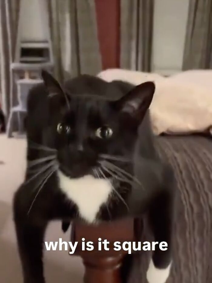 120 Animal Memes That Help People Forget Heavy Thoughts