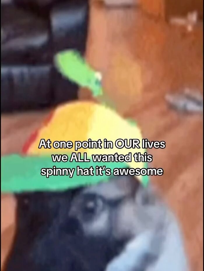 120 Animal Memes That Help People Forget Heavy Thoughts