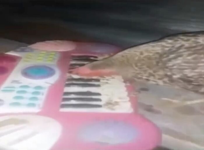 120 Animal Memes That Help People Forget Heavy Thoughts