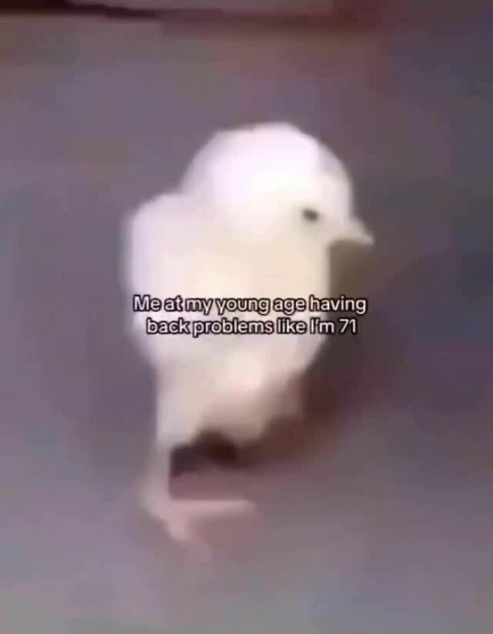 120 Animal Memes That Help People Forget Heavy Thoughts